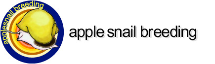 apple snail breeding